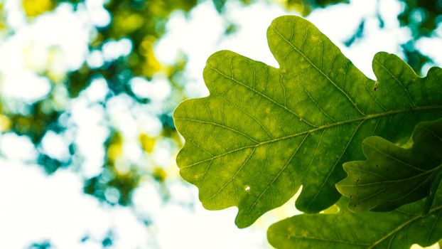 Selective focus shot of green oak leaf on the bright sky background.