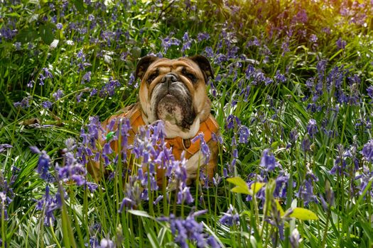 Red English/British Bulldog Dog looking up, licking out its tongue and sitting in the bluebells on spring hot sunny day