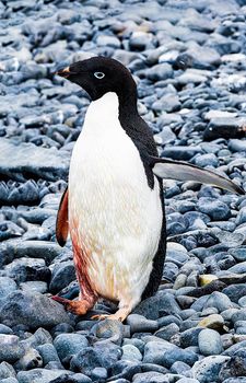 Adelie penguin hurt and bleeding and needs help