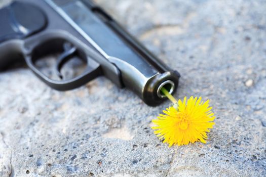 Symbol of disarmament. Nice yellow dandelion in the barrel of a gun