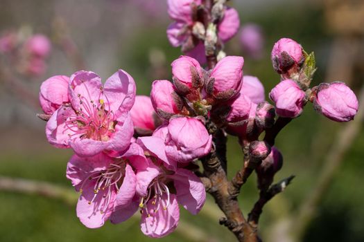 Nectarine tree(Prunus persica), close up of the flower head