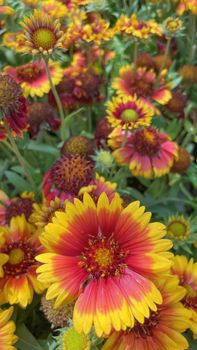 Gaillardia, common name blanket flower is a genus of flowering plants in the family Asteraceae, native to North and South America.