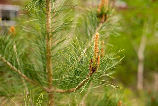 New spring shoots of evergreen tree Pine  with  buds on a young pine branch growing in evergreen coniferous forest.