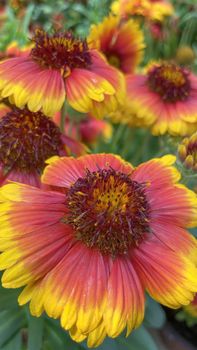 Gaillardia, common name blanket flower is a genus of flowering plants in the family Asteraceae, native to North and South America.