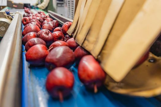 red apples on the automatic lines of the enterprise