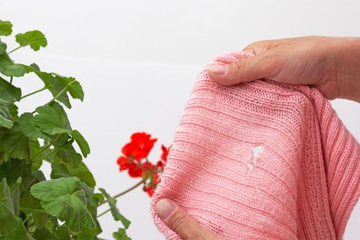 Cropped woman hands holding damaged woolen cloth eaten by moth over geranium as remedy to prevention on white background