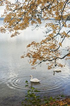 White swans swim in the lake. Kaliningrad region. High-quality photo