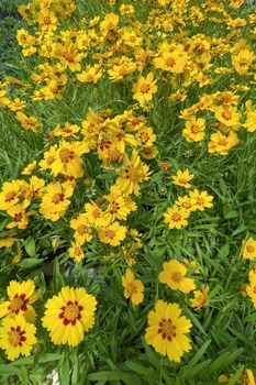 Coreopsis is a genus of flowering plants in the family Asteraceae. Common names include calliopsis and tickseed, a name shared with various other plants.