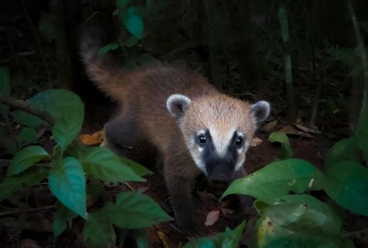 Photo of a baby Coati with selective focus on the animal eyes