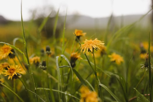 Yellow bright flowers dandelions on background of green meadows. Spring and summer background.