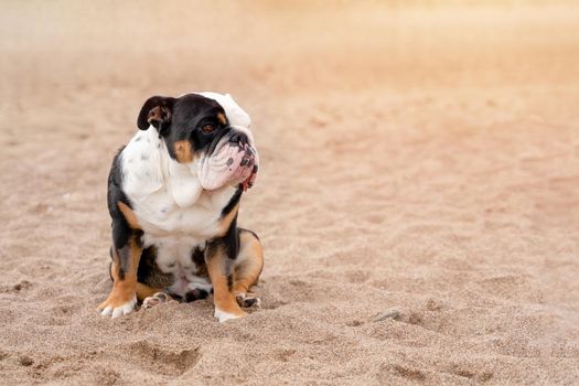 Black tri-color english british Bulldog sitting on seaside at sunse in summer Space for text