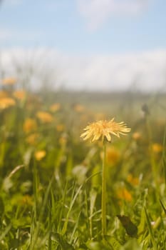 Yellow bright flowers dandelions on background of green meadows. Spring and summer background.