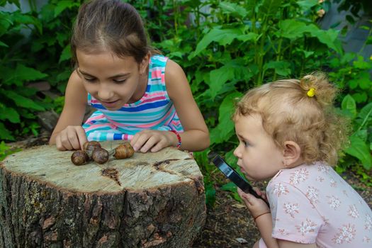 The child examines the snails on the tree. Selective focus. Kid.