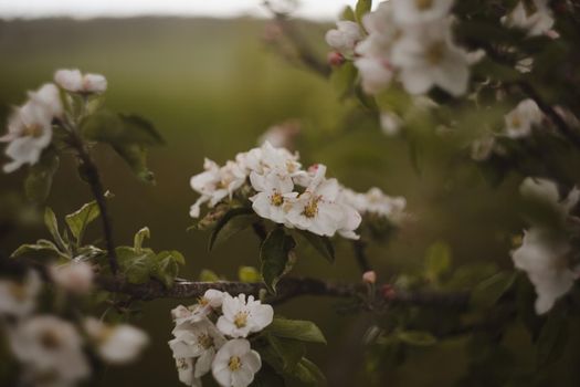 spring background with white flowers and apple leaves. Blur spring blossom background