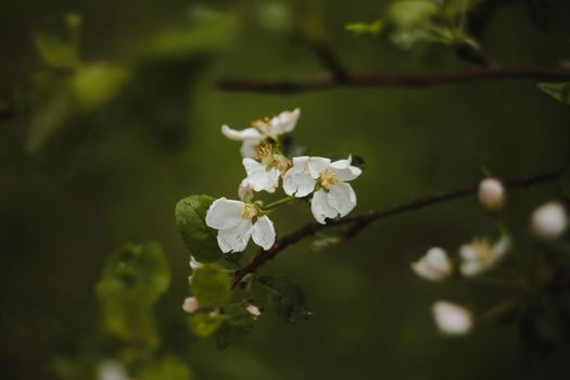 spring background with white flowers and apple leaves. Blur spring blossom background