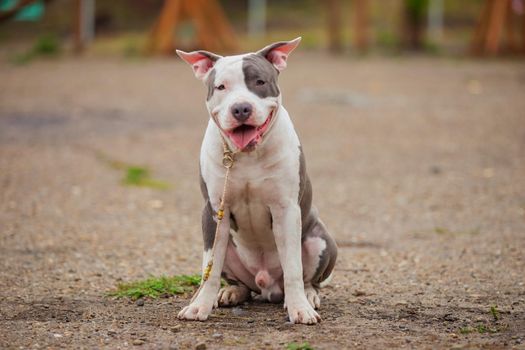 beautiful puppy of Stafford breed outdoors