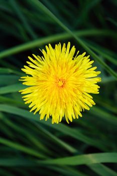 Closeup of nice dandelion head against background with green grass