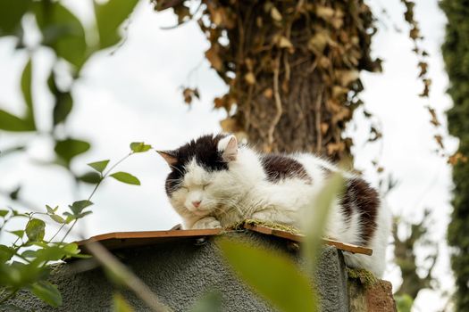 An outdoor sleepy fluffy cat in black and white sits on a fence in the countryside