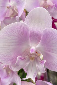 Orchidaceae commonly called the orchid family, is a diverse and widespread family of flowering plants, with blooms that are often colourful and fragrant.