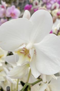 Orchidaceae commonly called the orchid family, is a diverse and widespread family of flowering plants, with blooms that are often colourful and fragrant.