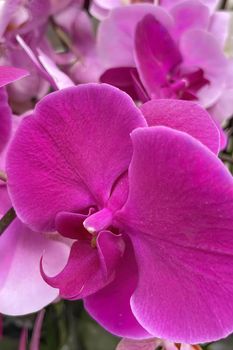 Orchidaceae commonly called the orchid family, is a diverse and widespread family of flowering plants, with blooms that are often colourful and fragrant.