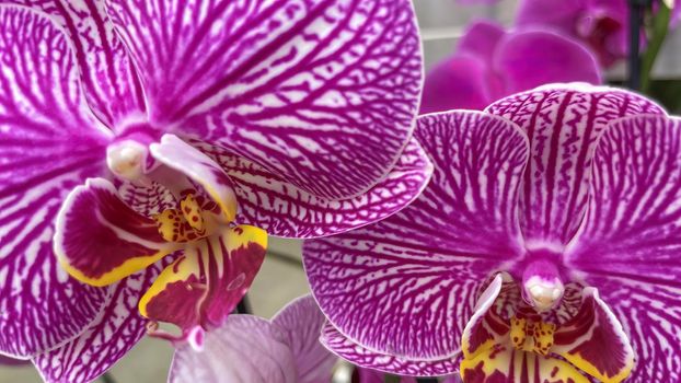 Orchidaceae commonly called the orchid family, is a diverse and widespread family of flowering plants, with blooms that are often colourful and fragrant.