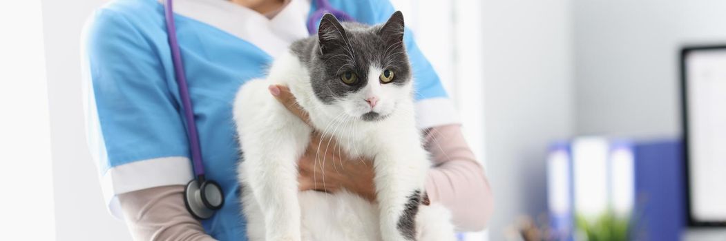 Close-up of veterinarian hands holding beautiful cat. Vet nurse in uniform with cute home pet. Animal examining and treatment. Veterinary medicine concept