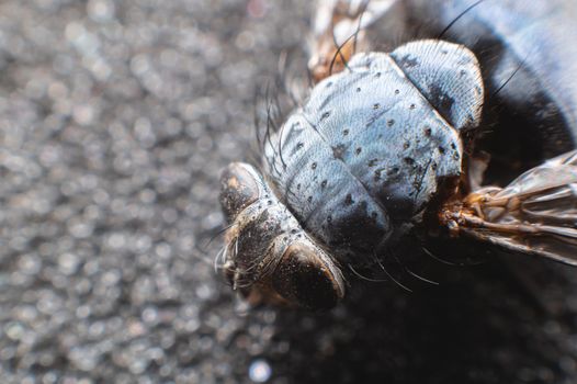 Flying dead fly. Kill the fly. Destruction of flies as carriers of bacterial infection, observance of hygiene rules. Extreme macro close-up in soft focus.