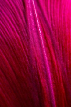 Vertical Close-up of purple petal from a flower on a black background. extreme macro shot.