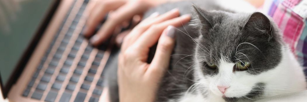 Close-up of beautiful white and gray cat sitting near lovely owner on sofa. Woman working remotely on modern laptop and petting cat. Work from home concept