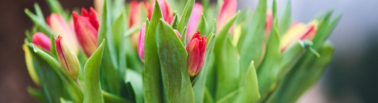 Bouquet of tulips in an iron bucket. Holiday. Gift. Natural flowers.