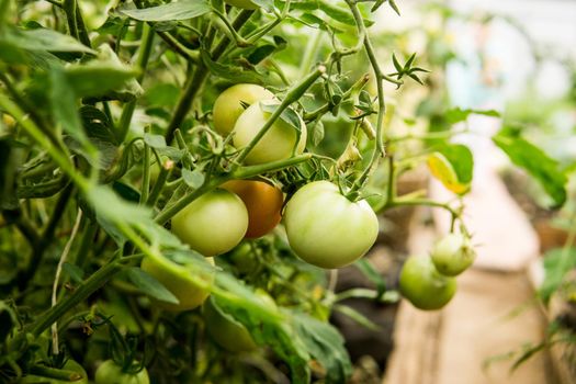 Tomatoes are hanging on a branch in the greenhouse. The concept of gardening and life in the country.