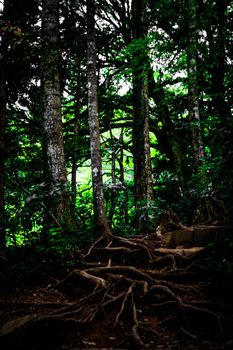 Image of the forest that is depressed (Takao Mountain). Shooting Location: Hachioji City, Tokyo
