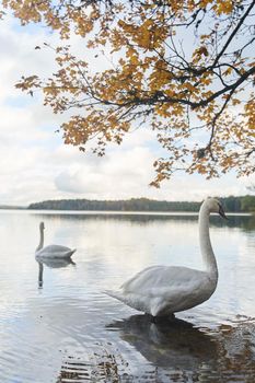 White swans swim in the lake. Kaliningrad region. High-quality photo