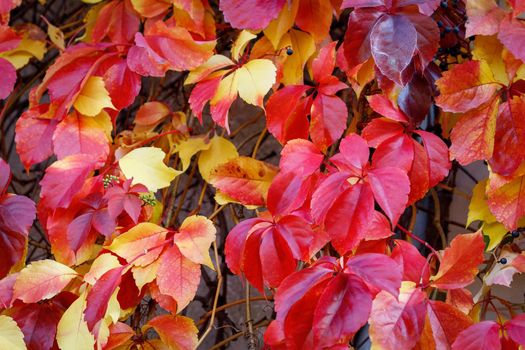 Bright red-burgundy leaves of wild grapes on a sunny autumn day.