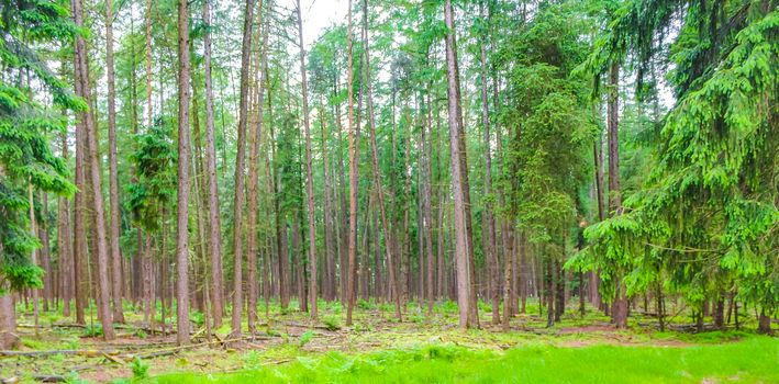 Natural beautiful panorama view with pathway and green plants trees in the forest of Lohe in Bramstedt Hagen im Bremischen Cuxhaven Lower Saxony Germany.