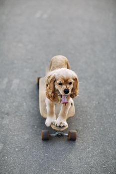 Dog riding a skateboard. The puppy Cocker Spaniel is sitting on longboard.