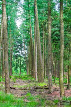 Natural beautiful panorama view with pathway and green plants trees in the forest of Lohe in Bramstedt Hagen im Bremischen Cuxhaven Lower Saxony Germany.