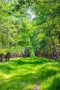 Natural beautiful panorama view with pathway and green plants trees in the forest of Lohe in Bramstedt Hagen im Bremischen Cuxhaven Lower Saxony Germany.