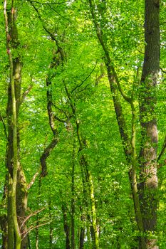 Natural beautiful panorama view with pathway and green plants trees in the forest of Lohe in Bramstedt Hagen im Bremischen Cuxhaven Lower Saxony Germany.