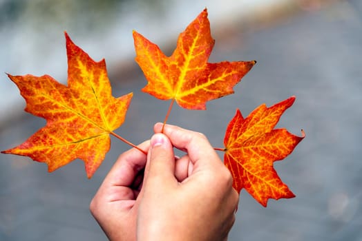 Three maple leaves in hands on abstract background.