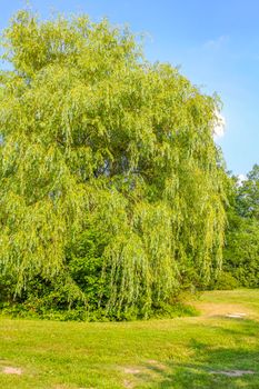 Natural beautiful panorama view with pathway and green plants trees in the forest of Hemmoor Hechthausen in Cuxhaven Lower Saxony Germany.