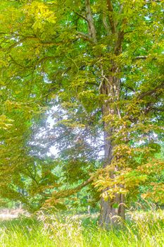 Natural beautiful panorama view with pathway and green plants trees in the forest of Hemmoor Hechthausen in Cuxhaven Lower Saxony Germany.