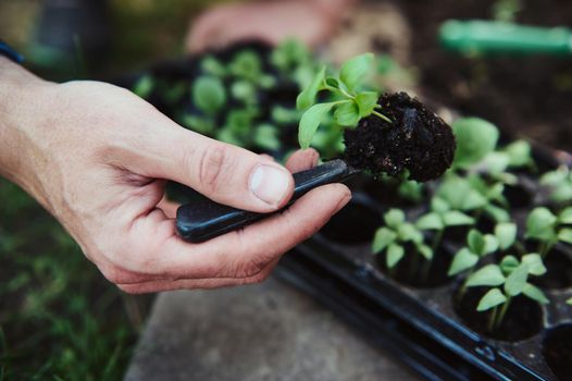 Farmer's hand holds sprouted cucumber seedlings with roots in the soil taken out of a cassette and planting them in an organic vegetable open field. Horticulture, agriculture and farming concept
