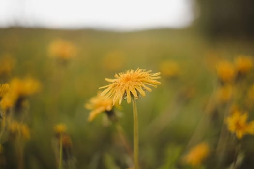 Yellow bright flowers dandelions on background of green meadows. Spring and summer background.