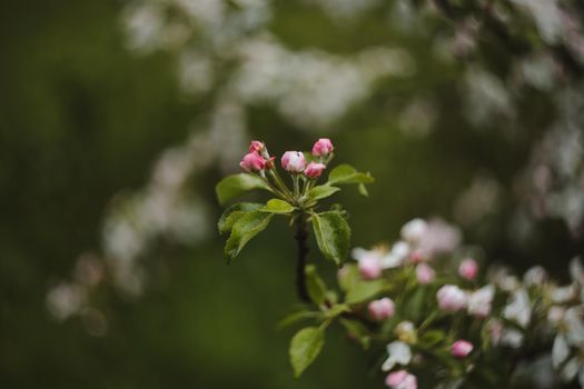 spring background with white flowers and apple leaves. Blur spring blossom background