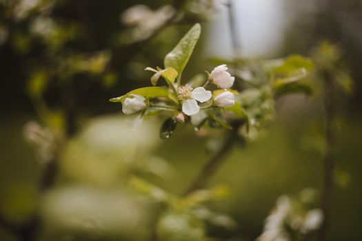spring background with white flowers and apple leaves. Blur spring blossom background