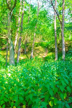 Natural beautiful panorama view with pathway and green plants trees in the forest of Hemmoor Hechthausen in Cuxhaven Lower Saxony Germany.