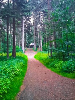 Natural beautiful panorama view with pathway and green plants trees in the forest of Bürgerpark in Geestemünde Bremerhaven Germany.