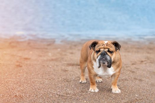 Red english british Bulldog sitting on seaside at sunse in summer Space for text
